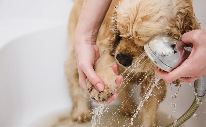 散歩の帰りに ペット足洗い場