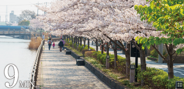 新川千本桜