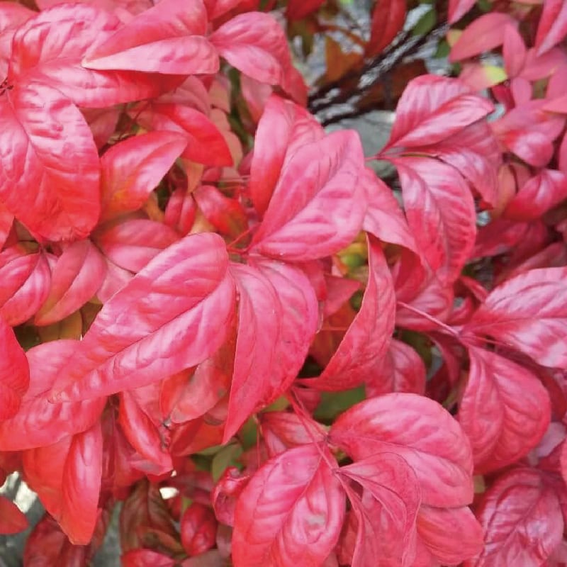 オタフクナンテン