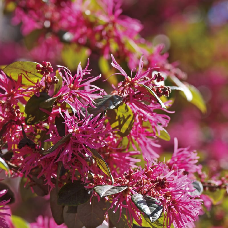 トキワマンサク