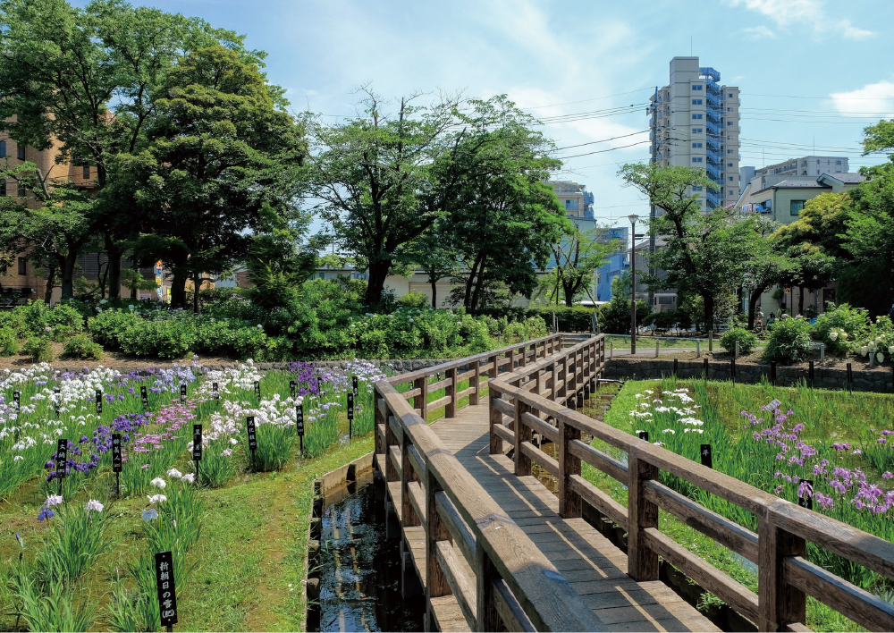 しょうぶ沼公園