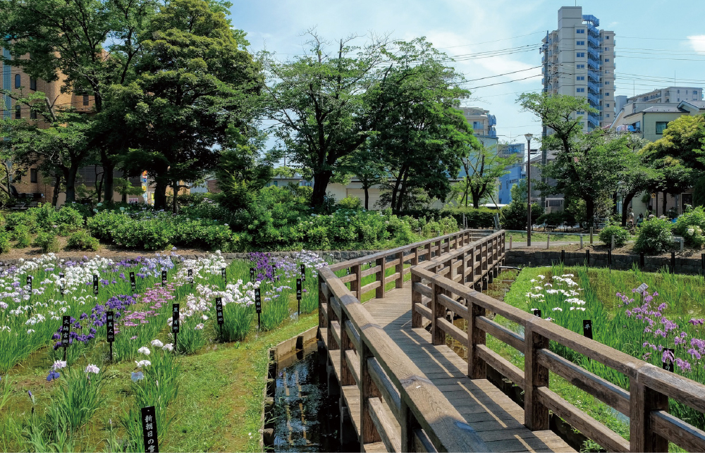 しょうぶ沼公園