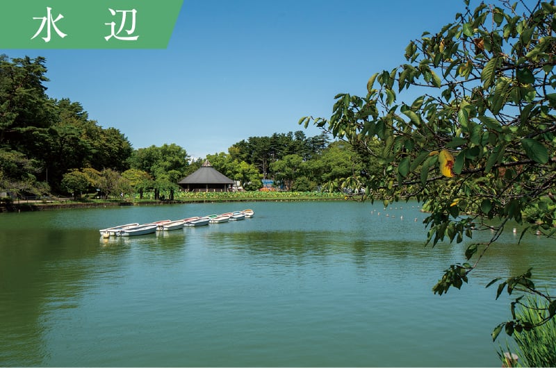 水辺
