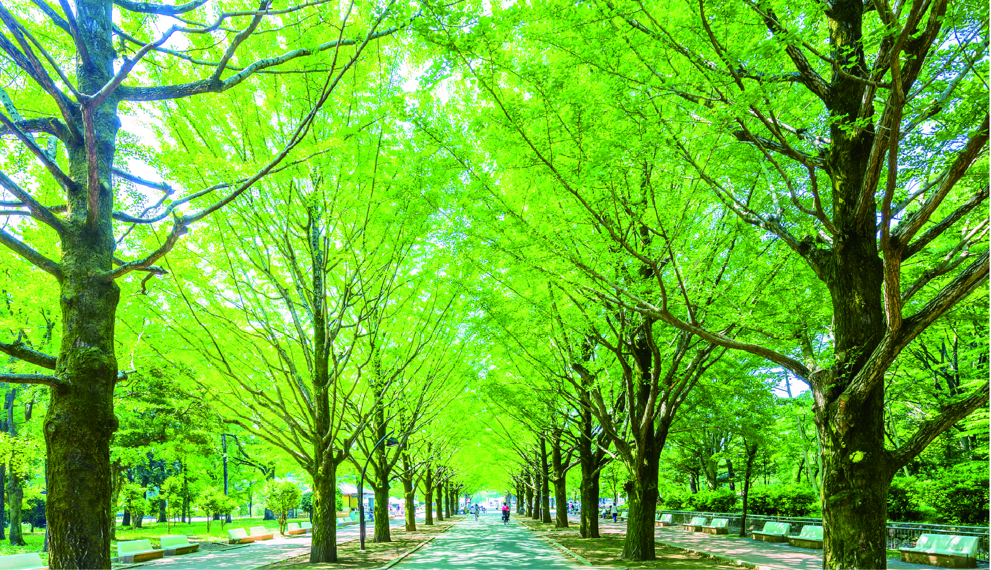 都立光が丘公園