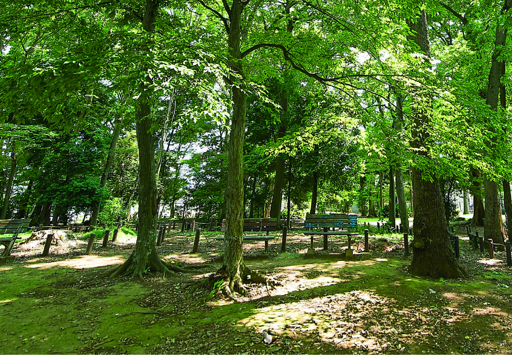 どんぐり山の森緑地