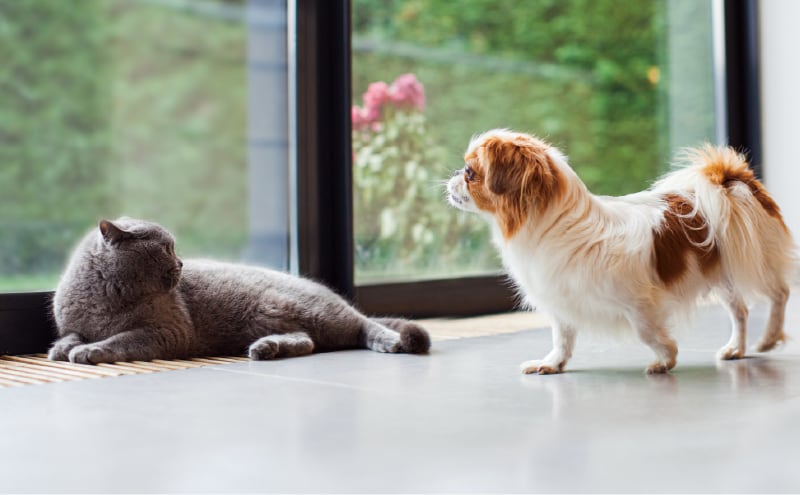 室内に入る前に使えるペット足洗い場