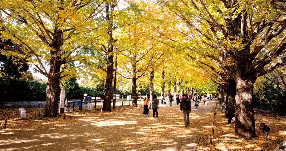 昭和記念公園