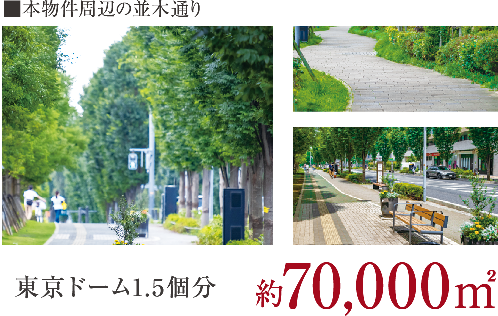 並木通り