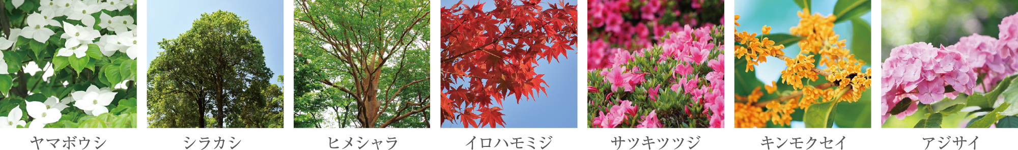 植栽